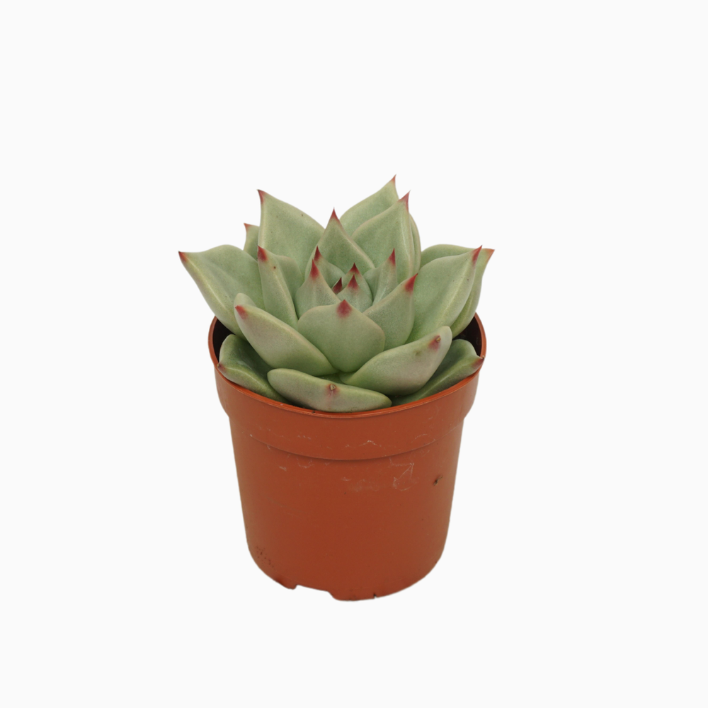 Echeveria sirius 7 cm.
