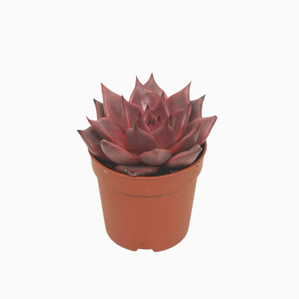 Echeveria taurus 7 cm.