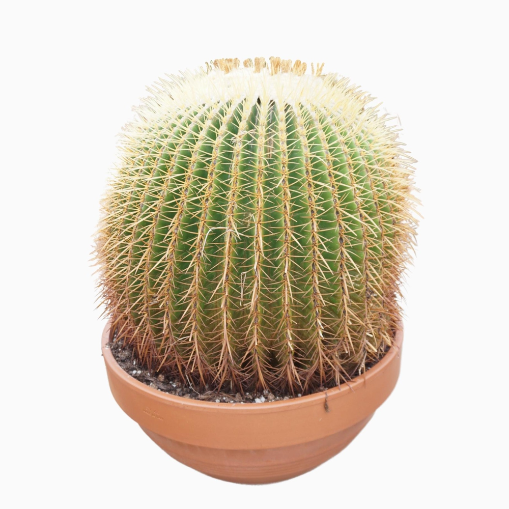 Echinocactus grusonii 45 cm.