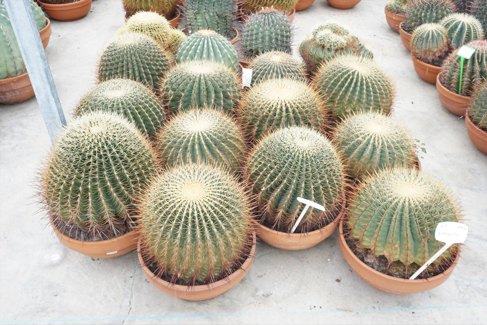 Ferocactus 45 cm.