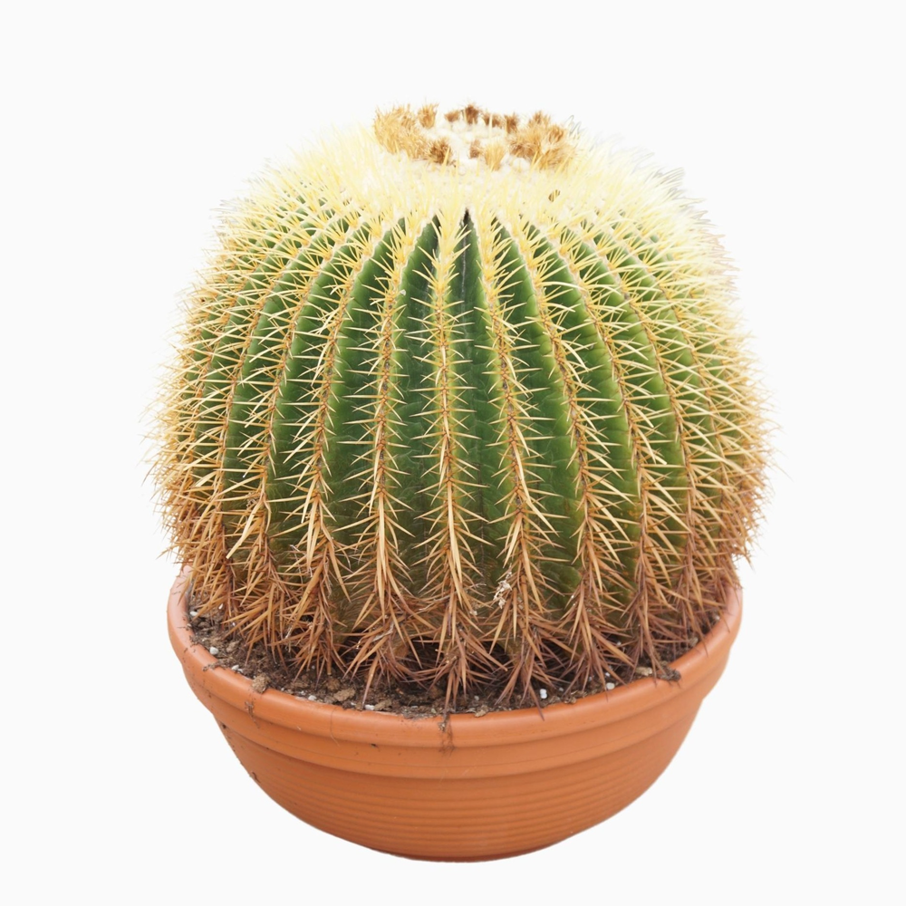 Echinocactus grusonii 50 cm.