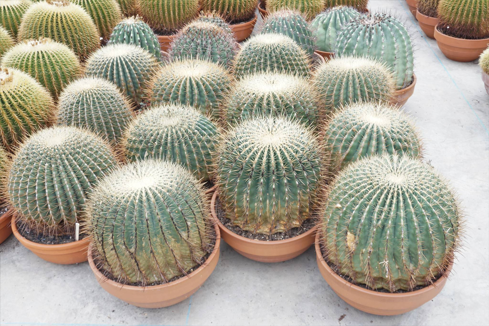 Ferocactus 50 cm.