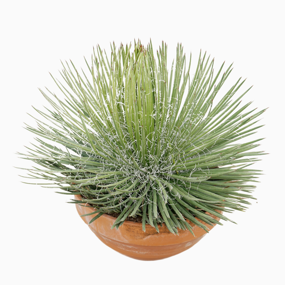 Agave geminiflora 45 cm.