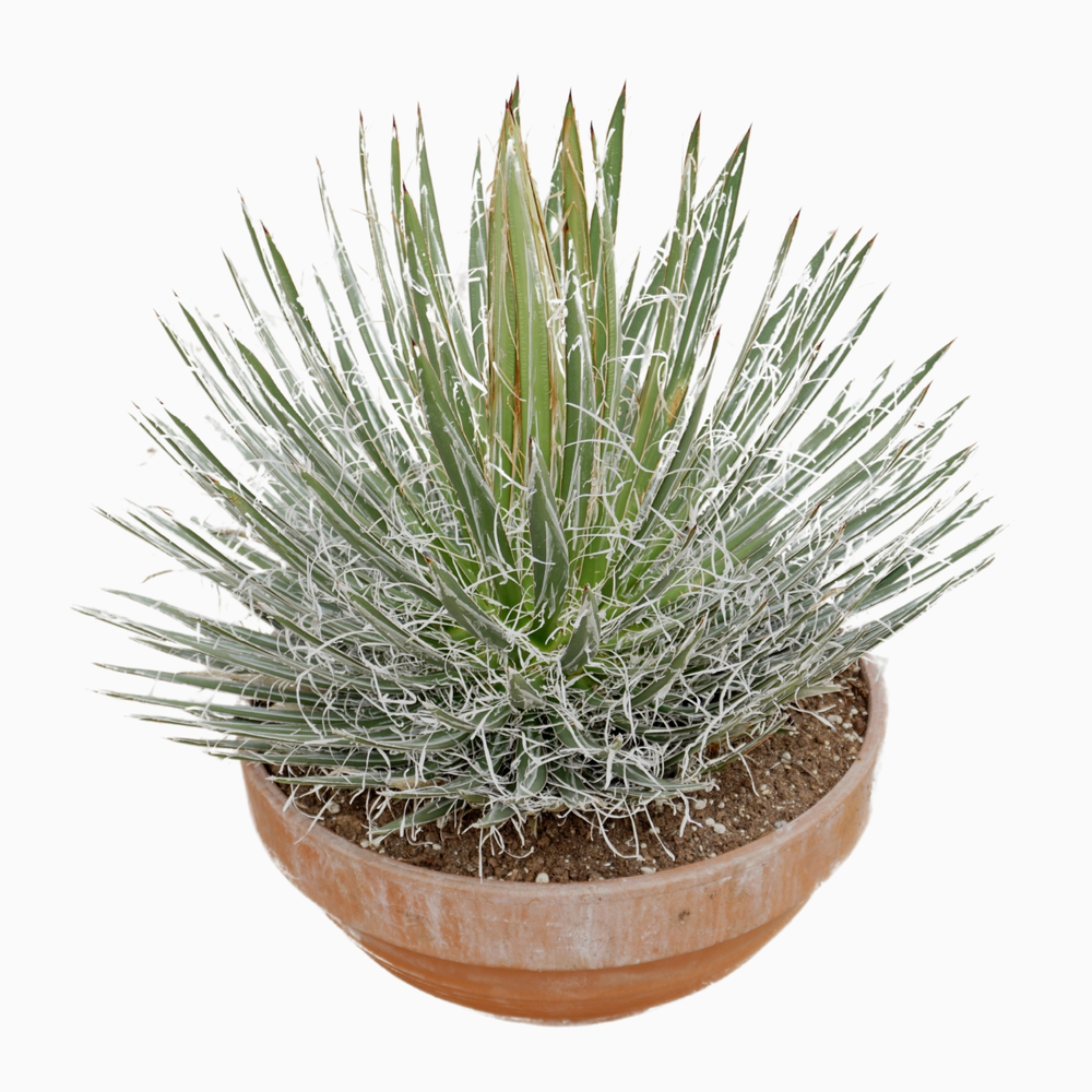 Agave filifera 45 cm.