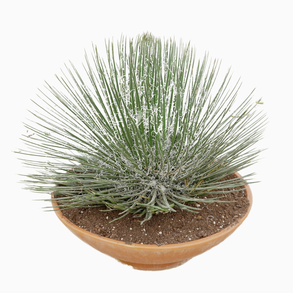 Agave geminiflora 60 cm.