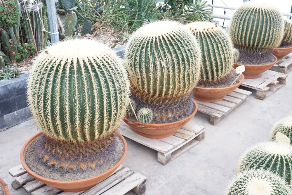 Echinocactus grusonii enkel 70 cm.