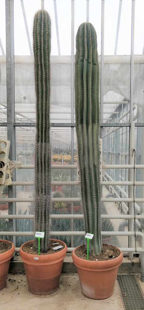 Pachycereus pringlei 55 cm XXL.