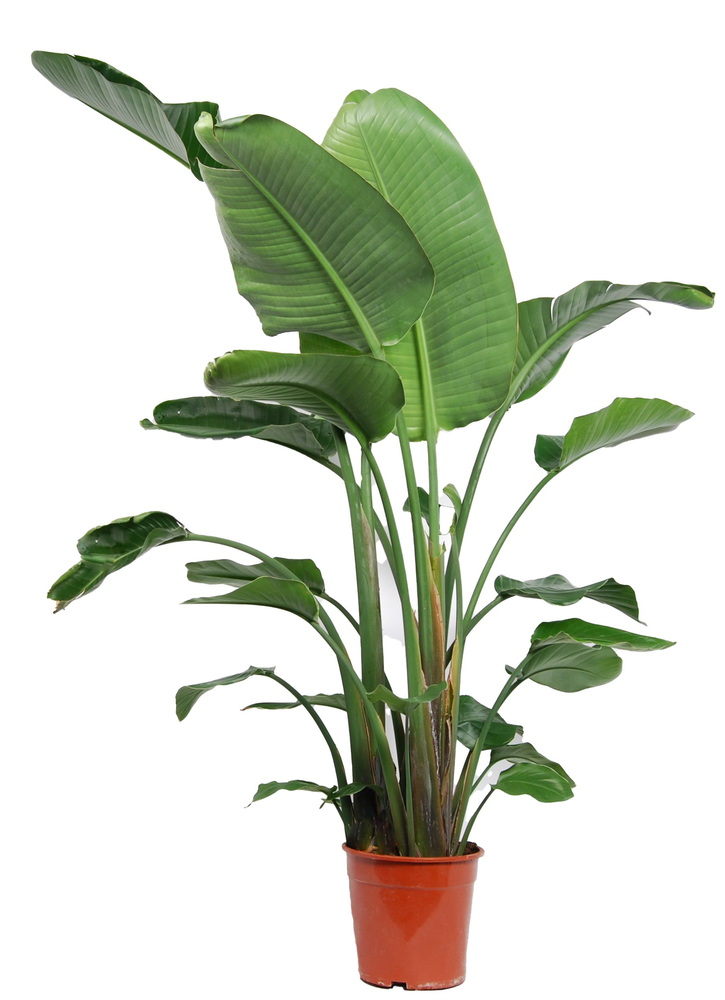 Strelitzia Nicolai 3 PP (zonder bloem) P24 140-160.