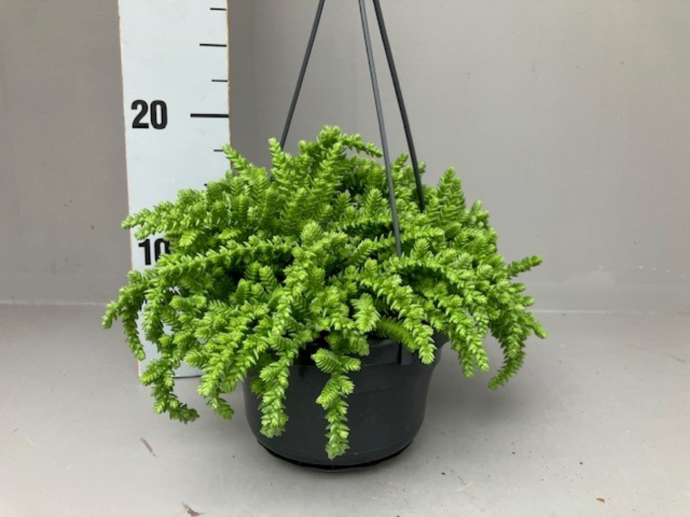 Crassula licopodioides.