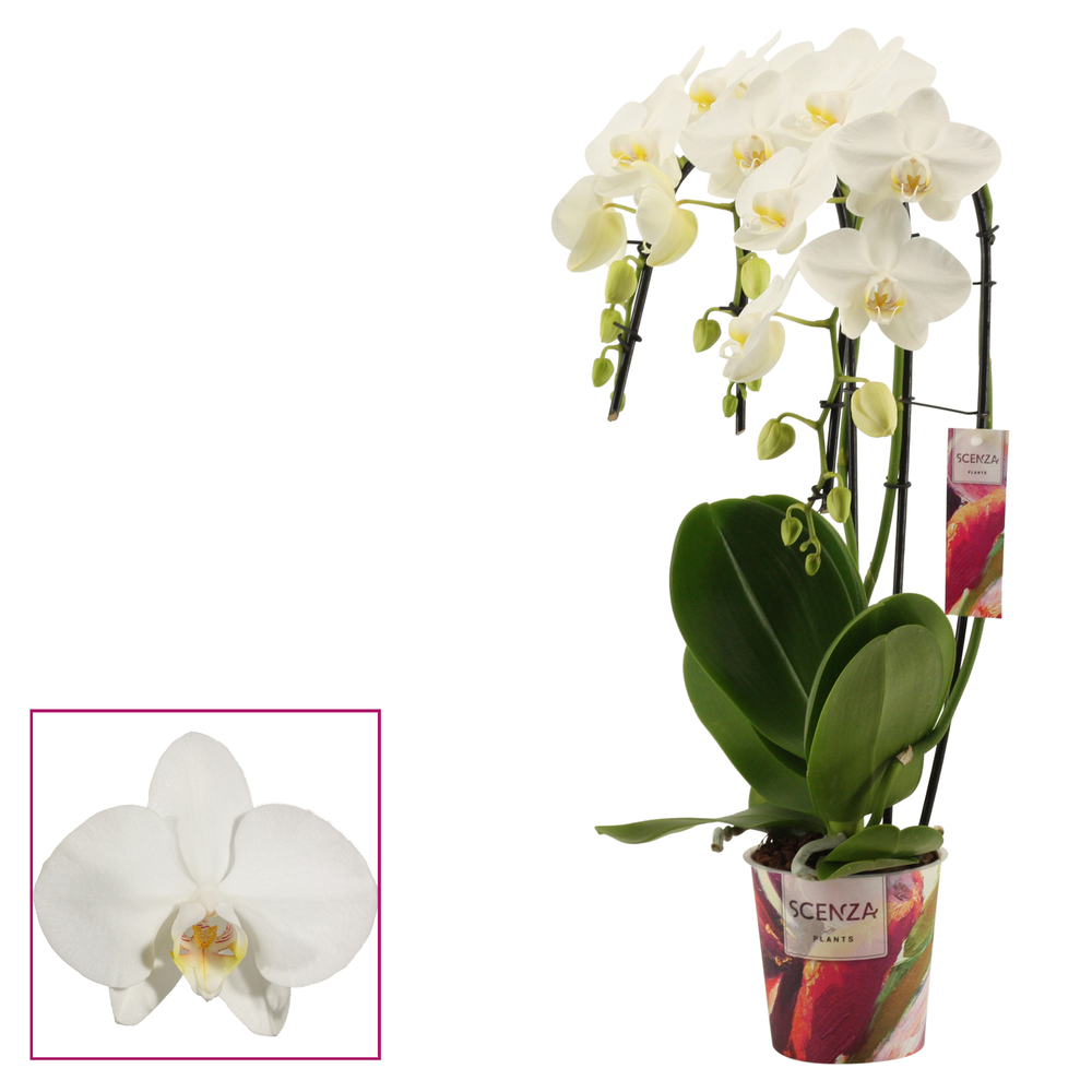 Phalaenopsis triple cascade wit (Scenza).