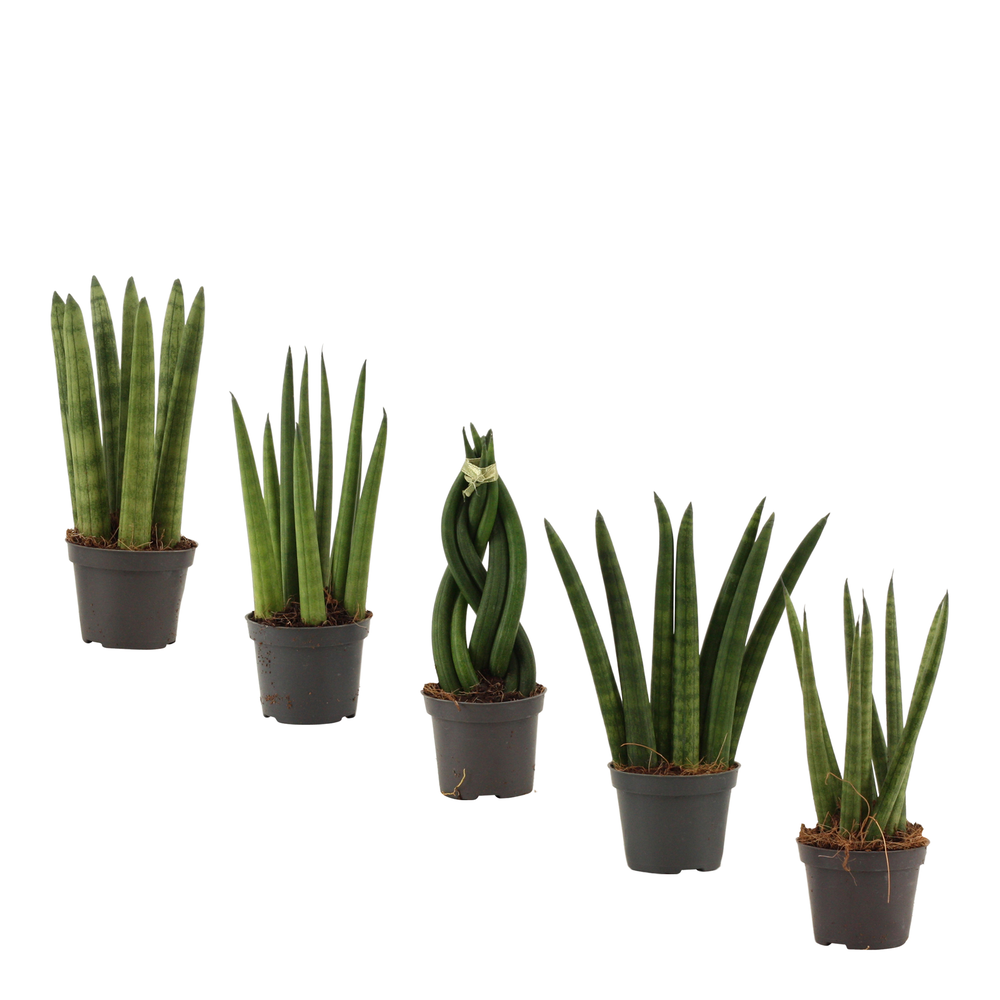Sansevieria Cylindrica 6 cm mix.