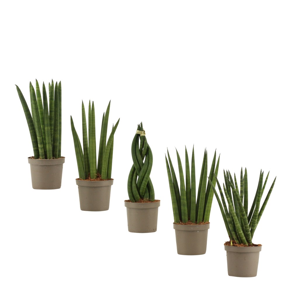 Sansevieria Cylindrica 9 cm mix.