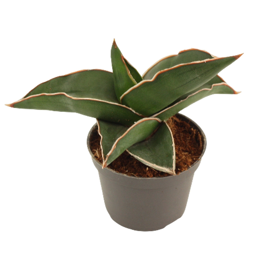 Sansevieria Samurai 6 cm.