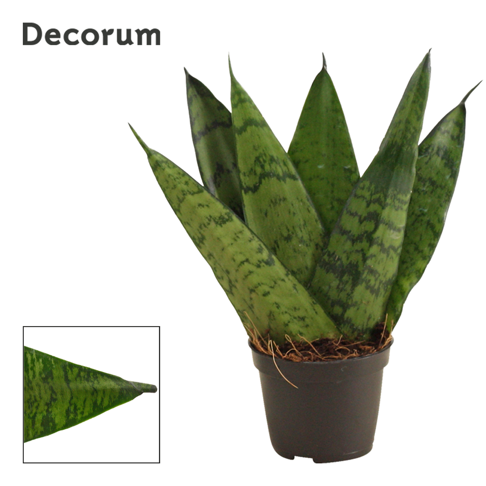 Sansevieria Zeylanica Fan 6 cm (Decorum).