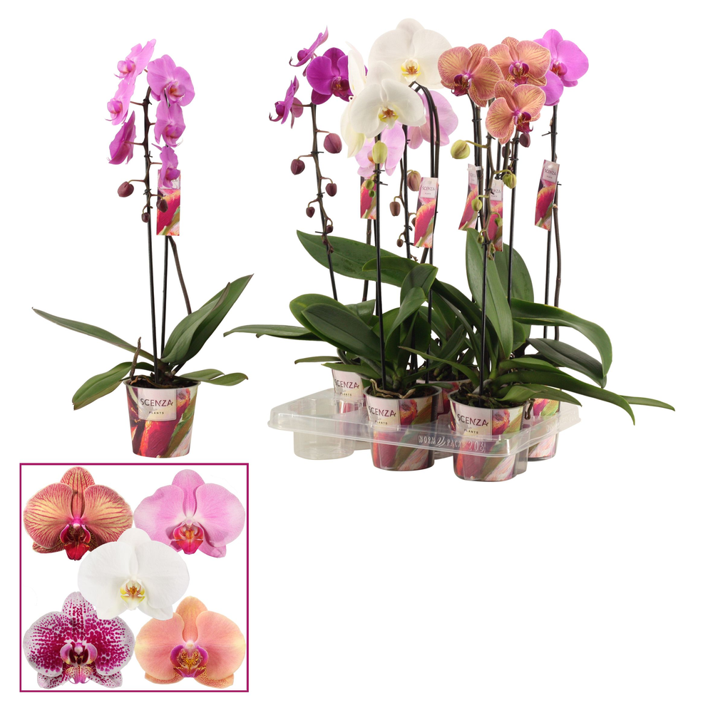 Phalaenopsis cascade 1 tak mix (Scenza).
