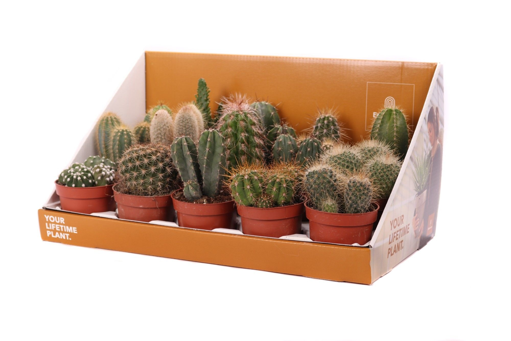 Cactus mix 5,5 cm in showdoos your lifetime plant.