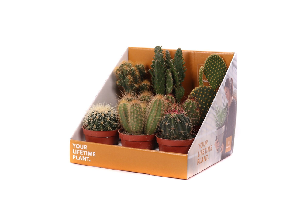 Cactus mix 8,5 cm in showdoos your lifetime plant.