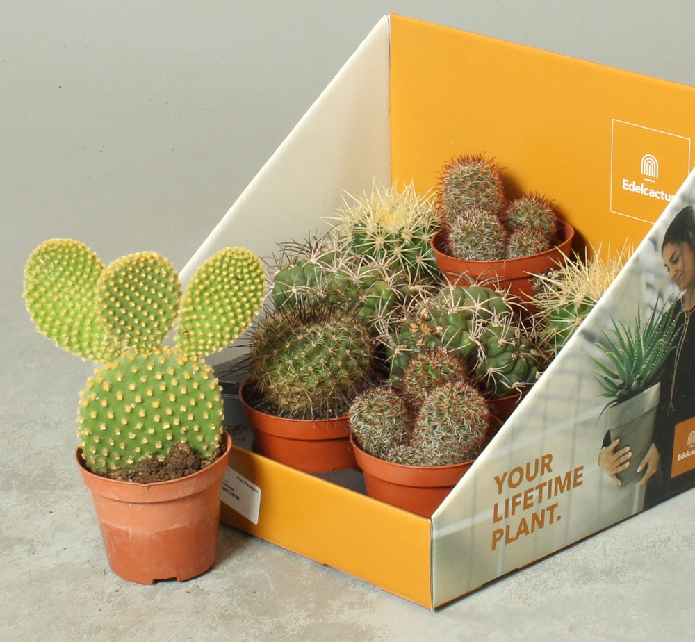 Cactus mix 8,5 cm in showdoos your lifetime plant.