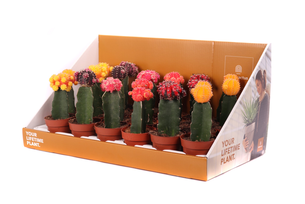 Cactus geent 8,5 cm in showdoos your lifetime plan.