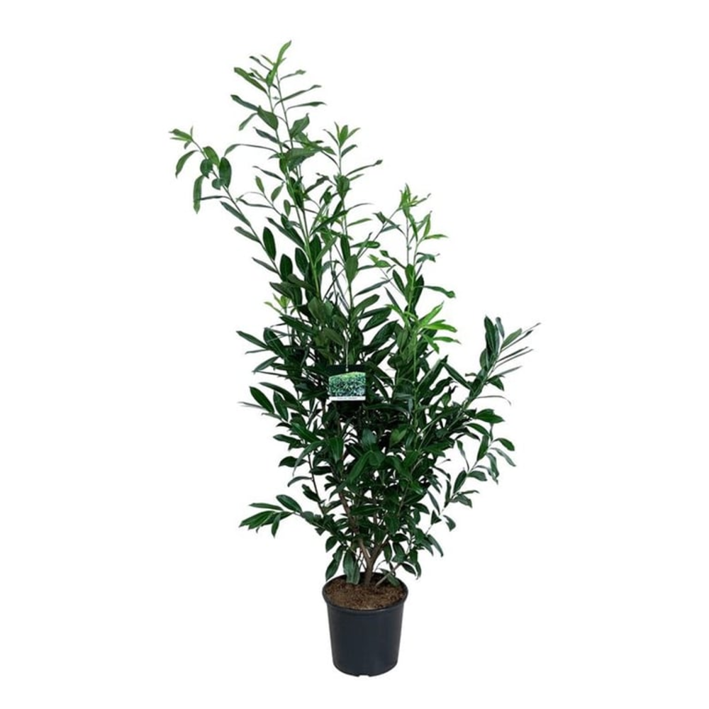 Prunus laur. 'Caucasica'.