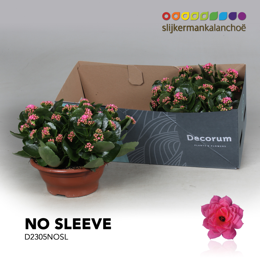 Kalanchoe No Sleeve - Pink.