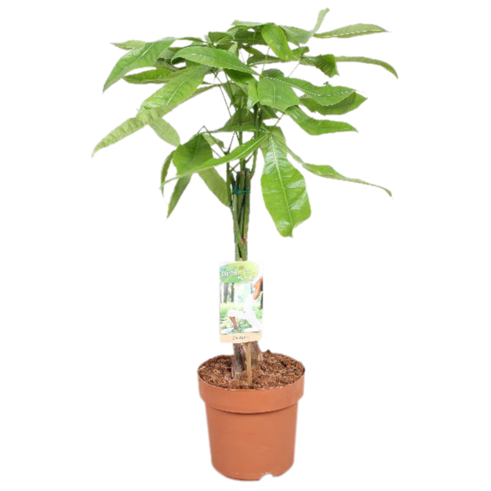 Pachira vlecht - 80-85 cm..