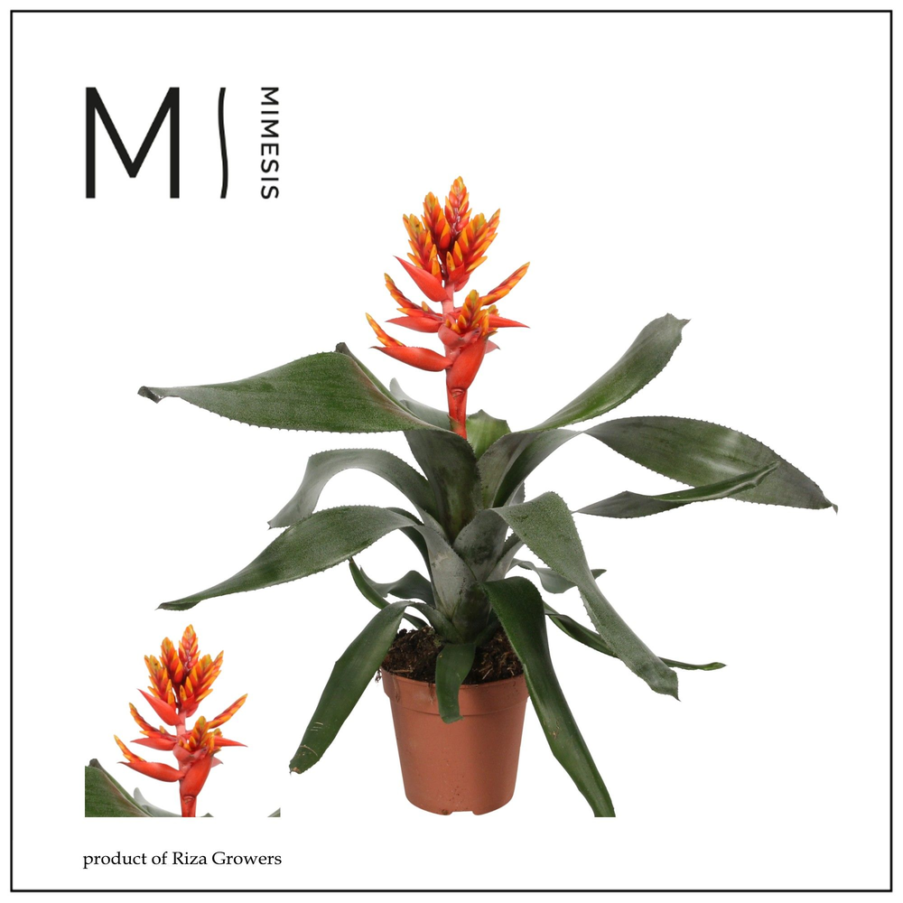 Mimesis Aechmea Pepita Elegant Flames.