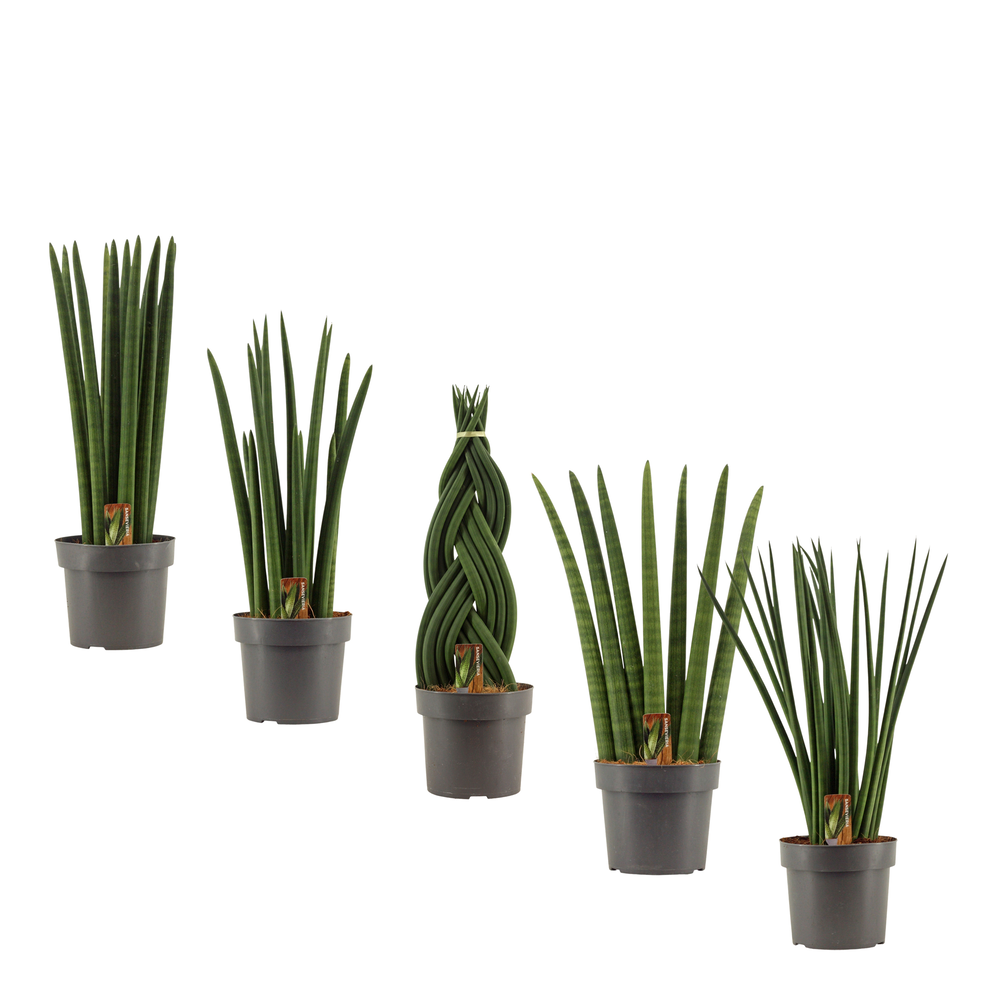 Sansevieria Cylindrica 17 cm mix.