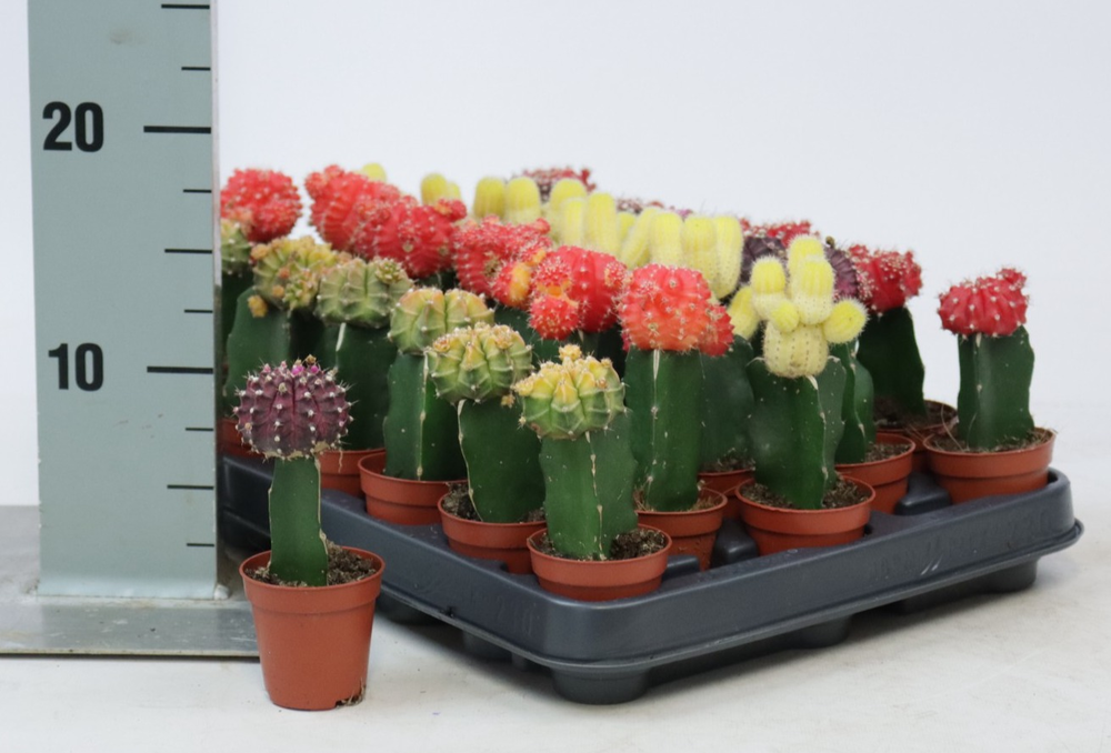 Cactus geent mix 5,5 cm.