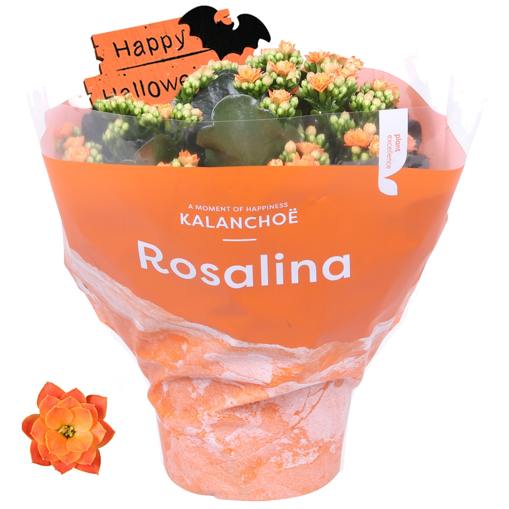 Kalanchoe Rosalina 15cm TST Don Pedro met hallowee.
