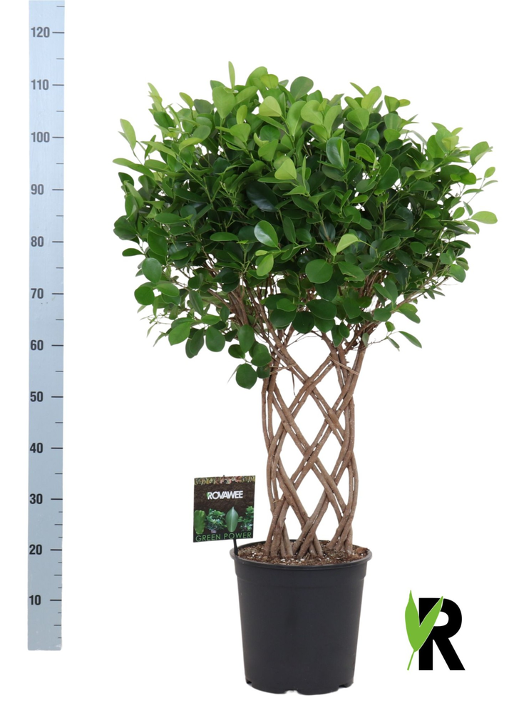 Ficus micr. Moclame dubbel gevlochten mat.