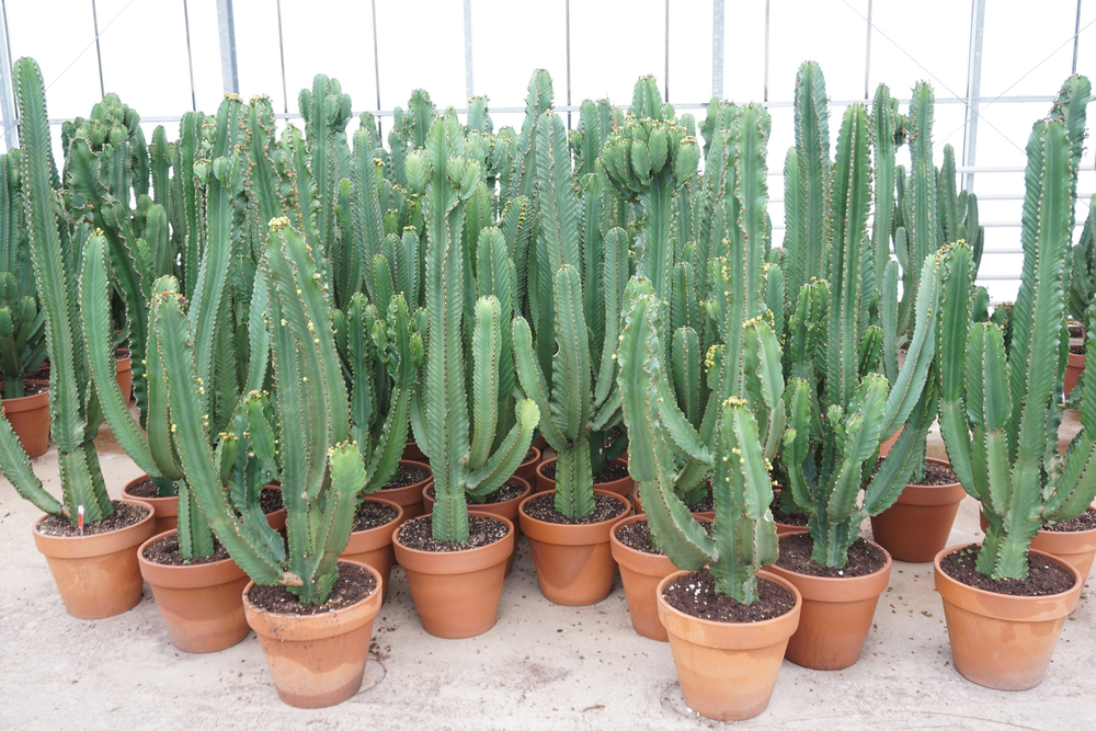 Euphorbia ingens 40 cm.