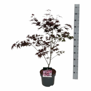 Acer pal. 'Atropurpureum'.