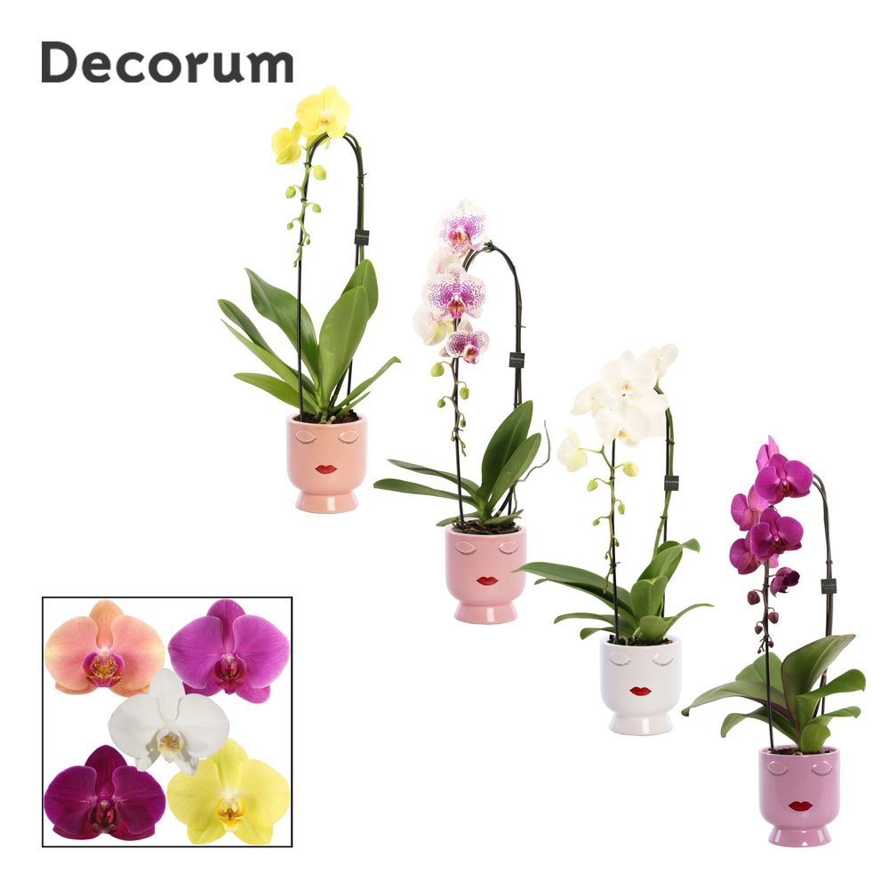 Phalaenopsis cascade 1 tak mix in Dua Lipa (Party .