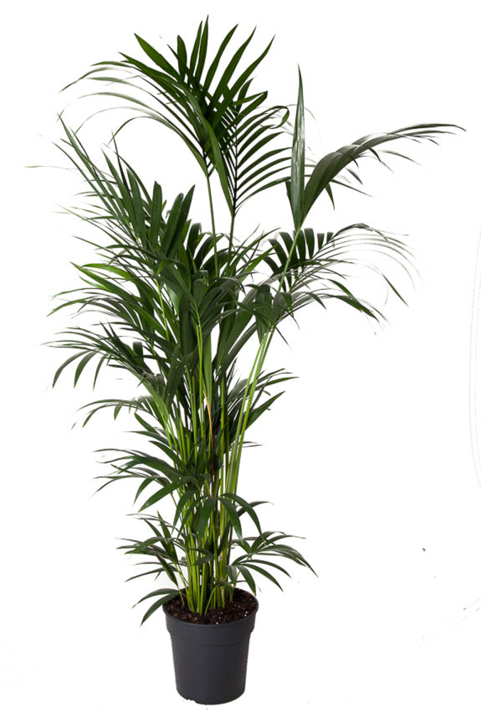 Howea Forsteriana(kentia) P31-160.