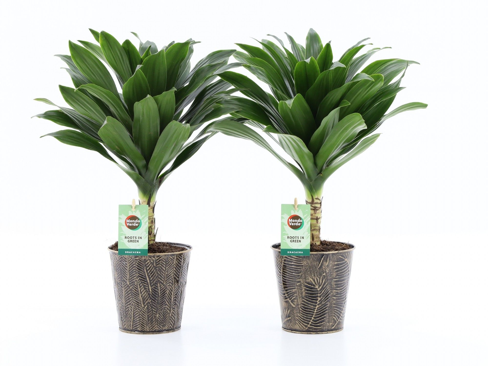 Dracaena fr. Janet Craig Compacta op stam in Iron .
