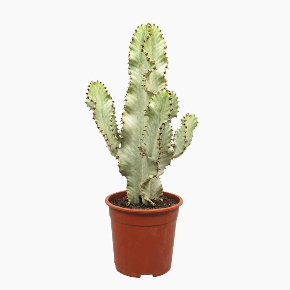 Euphorbia marmorata 21 cm.