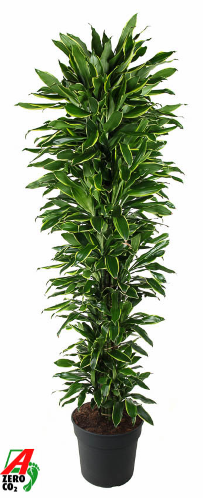 Dracaena Gold Coast vertakt P40.