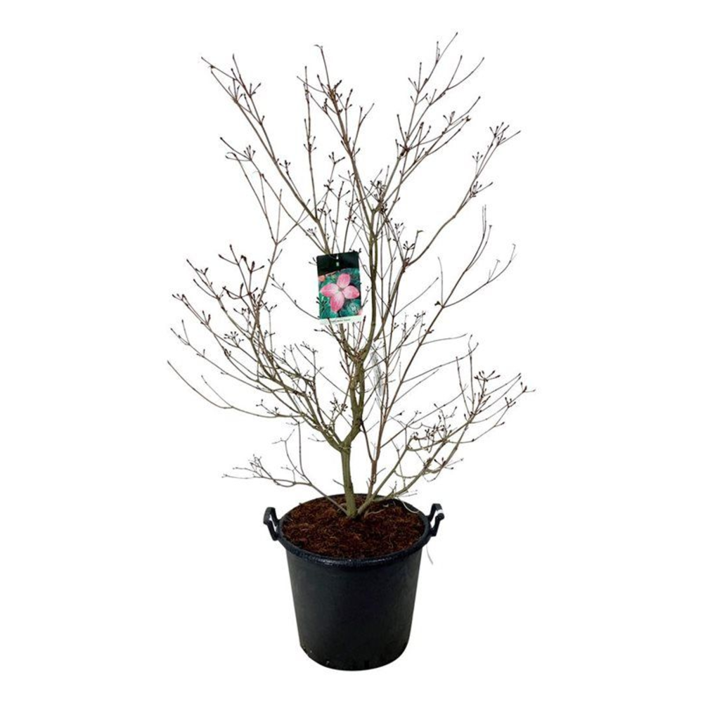Cornus kousa 'Satomi'.