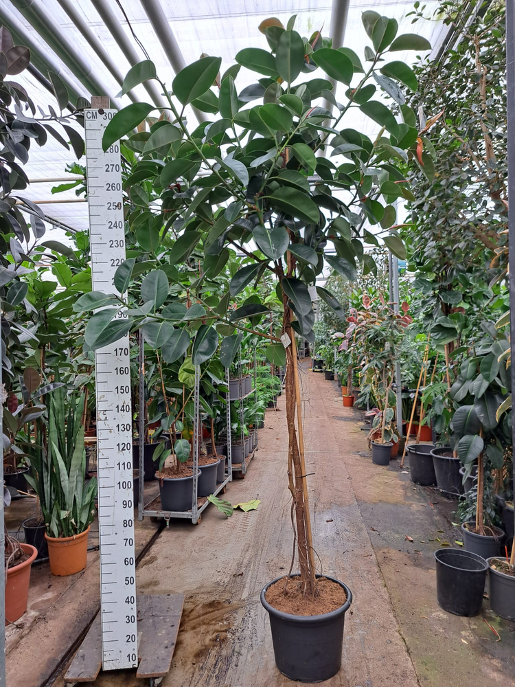 Ficus Elastica Robusta stam 310.