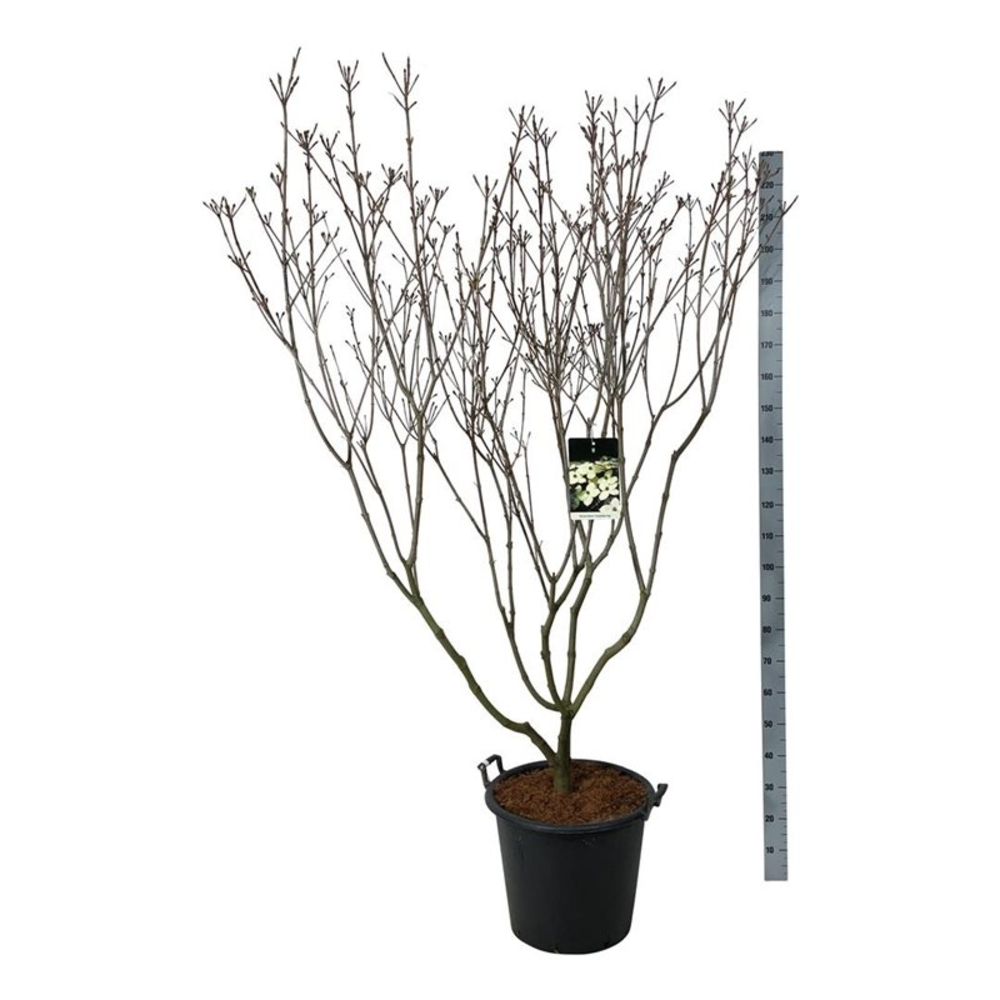 Cornus kousa 'Schmetterling'.