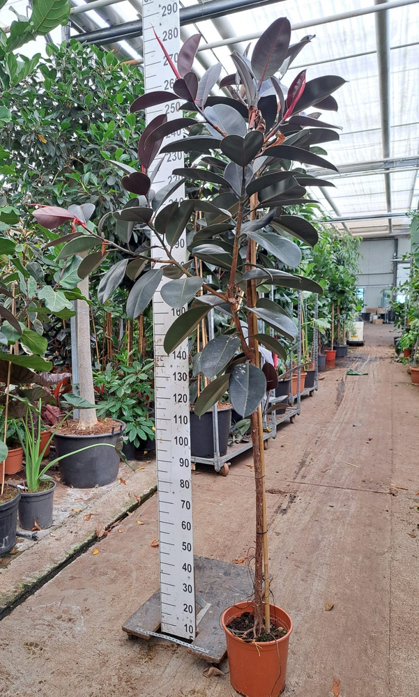 Ficus Elastica Abidjan stam 250.