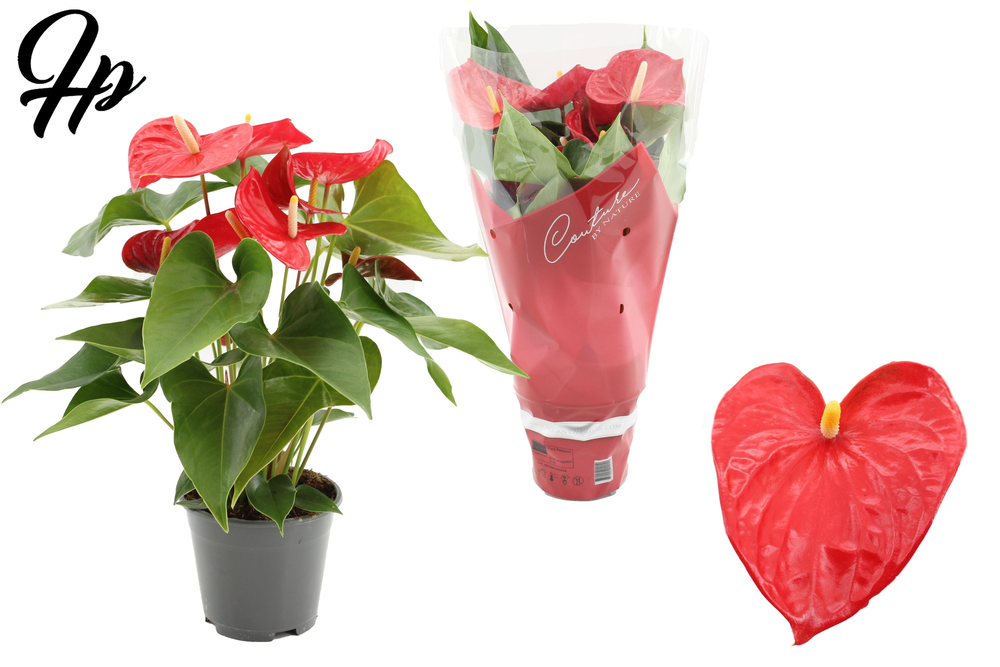 Anthurium 14 cm Casparo in Couture sleeve.