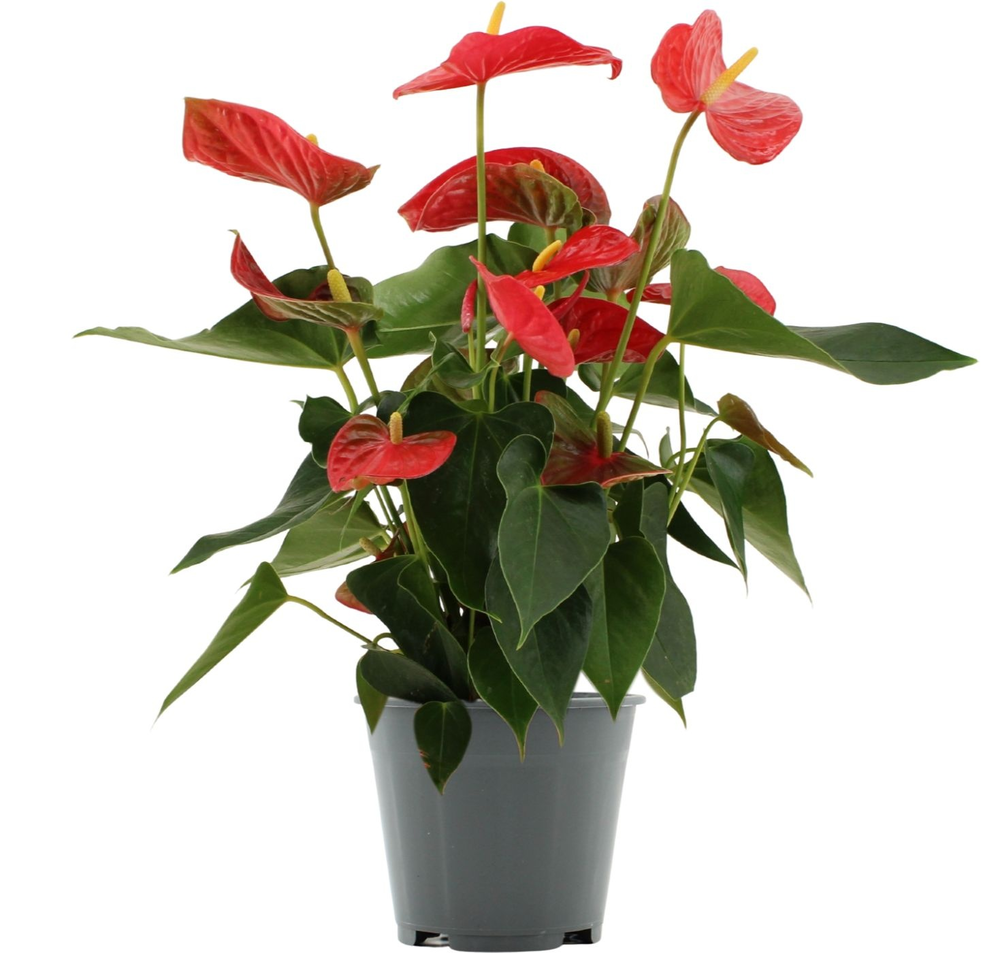 Anthurium Casparo in Transparant sleeve.