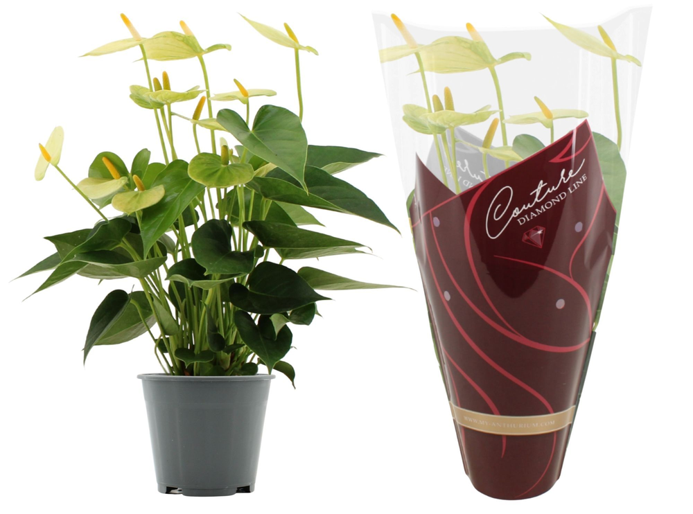 Anthurium Vanilla in Couture Diamond Line Purple s.