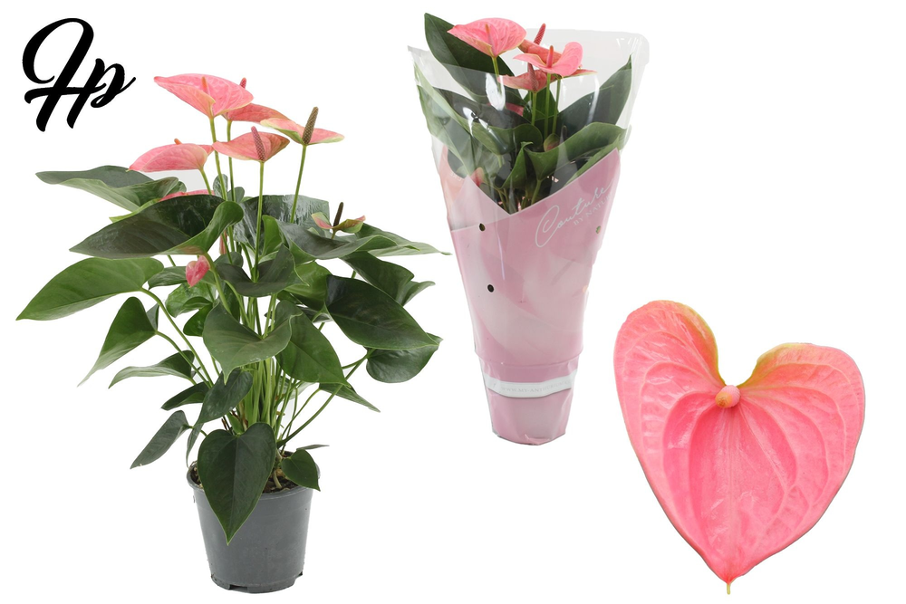Anthurium 14 cm Sweet Dream in Couture sleeve.