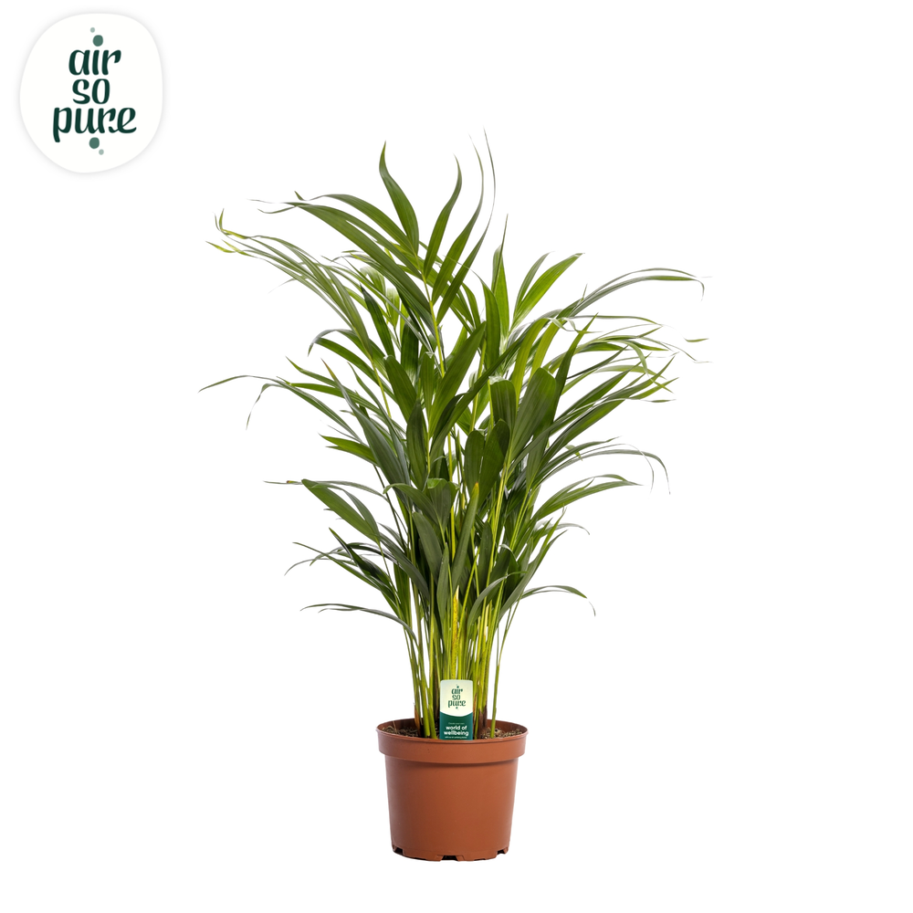 Dypsis lutescens (Areca) 17cm (zonder hoes).