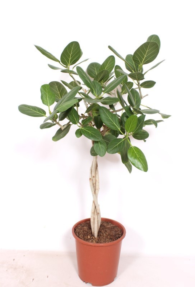 Ficus Benghalensis.