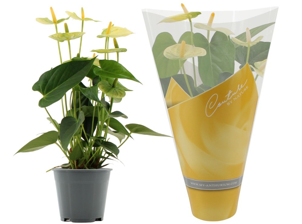Anthurium Vanilla in Couture sleeve.