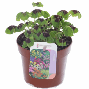 Oxalis deppei